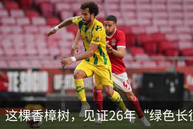 这棵香樟树，见证26年“绿色长征”
